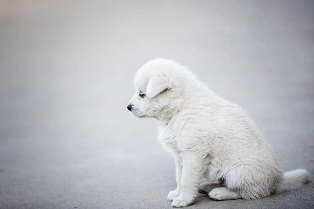 강아지산책010.jpg