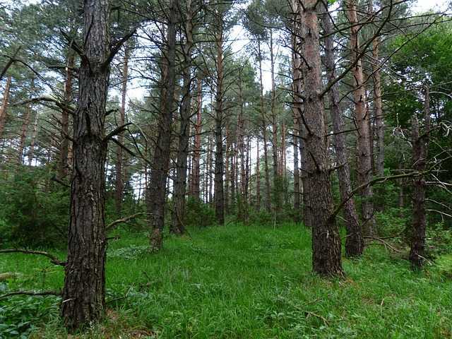 과식담석증001.jpg